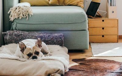 Trucos para convivir con tu mascota en un piso pequeño