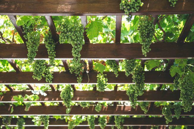 Pérgola con plantas trepadoras
