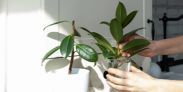 Ficus elástica