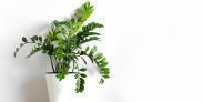 Planta zz