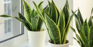 Sansevieria