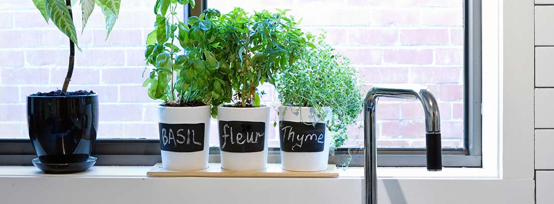 plantes interiors