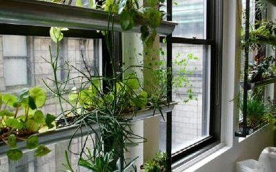 Decoració amb vegetació