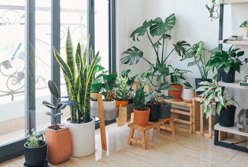plantes d'interior
