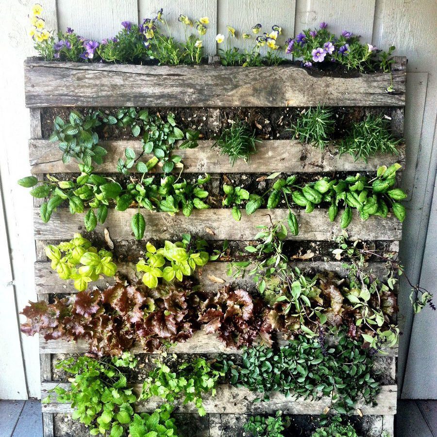 plantes d'interior