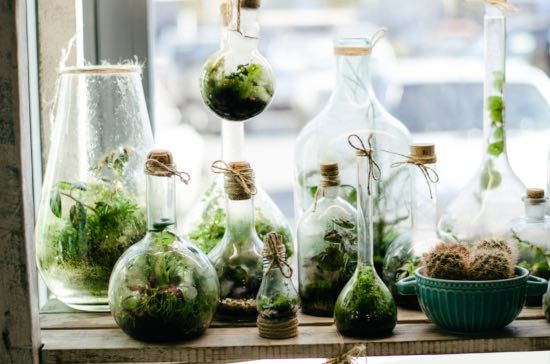 plantes interior