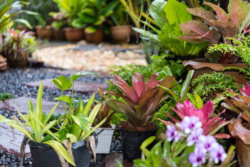 Plantas de jardín