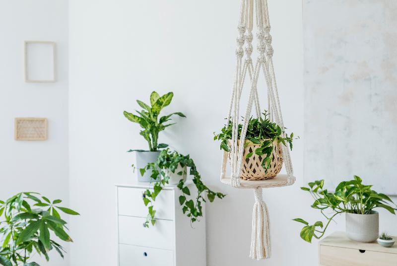 Plantas colgantes